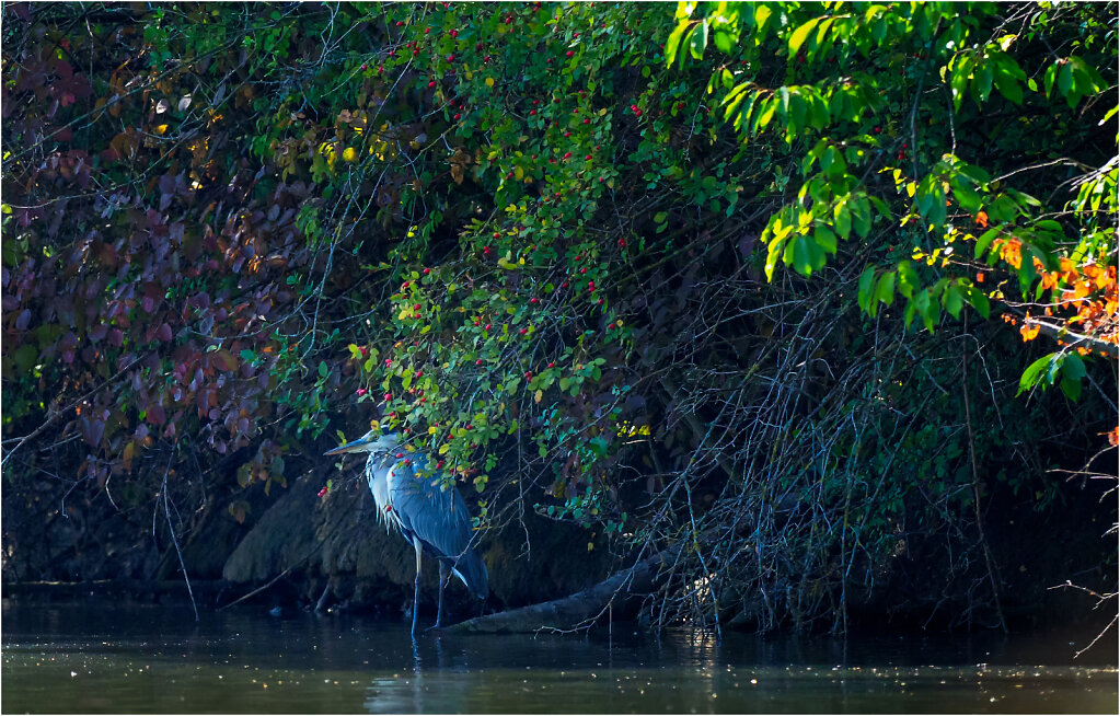 Graureiher-Ardea-cinerea-grey-heron-Olympus-E-M1MarkII-9023491-Bearbeitet.jpg