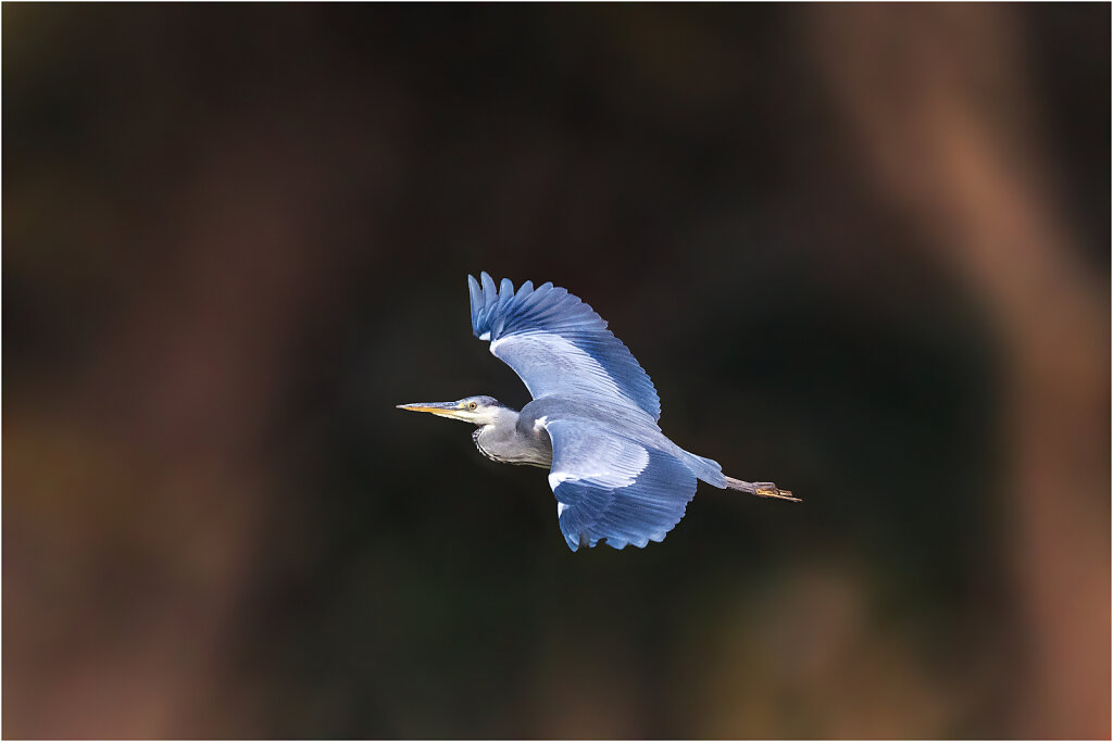 Graureiher-Ardea-cinerea-grey-heron-Olympus-E-M1MarkII-B110689-Bearbeitet.jpg