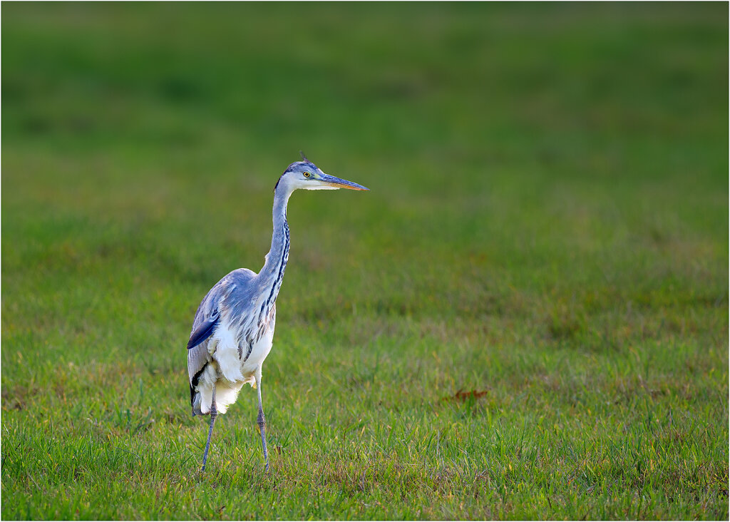 Graureiher-Ardea-cinerea-grey-heron-Olympus-E-M1MarkII-B110628-Bearbeitet-Bearbeitet.jpg