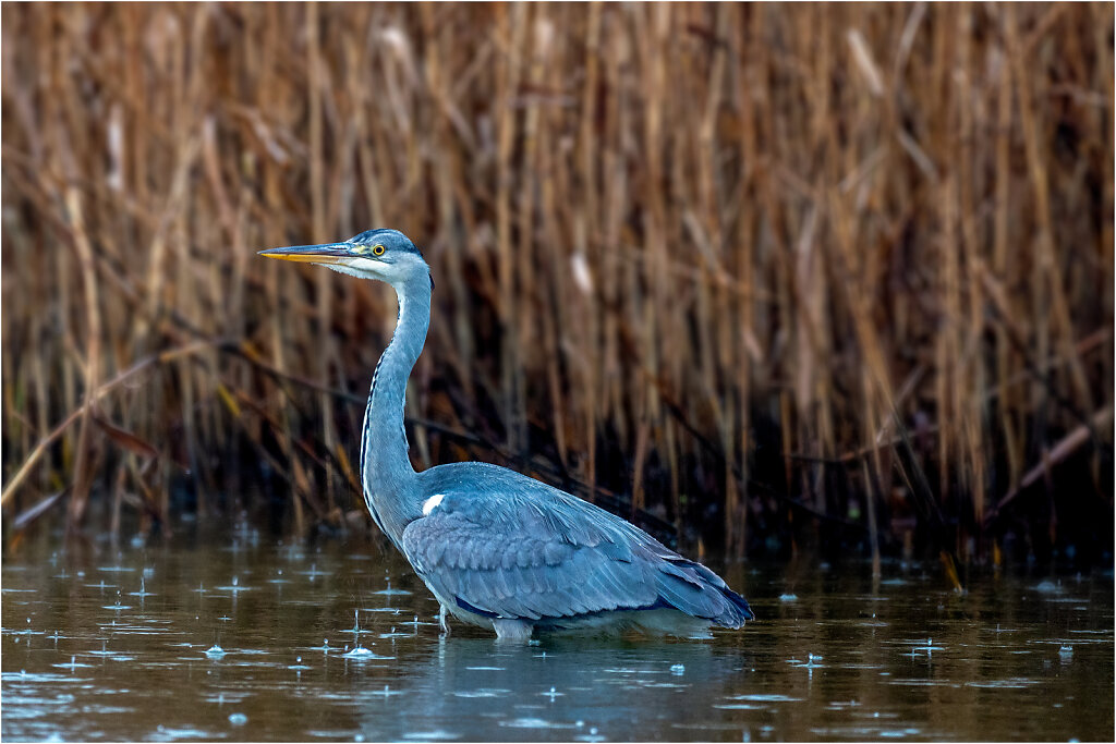 Graureiher-Ardea-cinerea-grey-heron-Olympus-E-M1MarkII-1133919-53-54.jpg